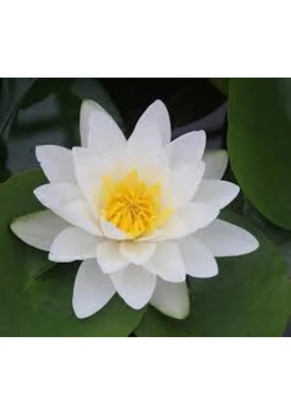 1 Adet Tohum Nadir Bulunan Beyaz Nilüfer Lotus Çiçeği Tohum Su Çiçeği - Resim 2