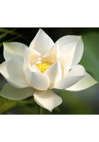 5 Adet Tohum Nadir Beyaz Lotus Su Çiçeği Tohumu Nilüfer Çiçeği Tohum