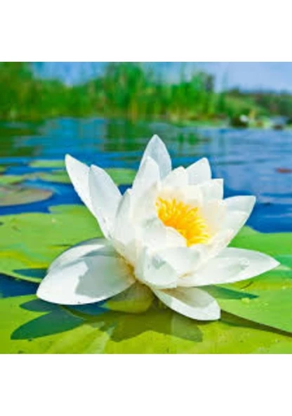 10 Adet Tohum Beyaz Açan Beyaz Lotus Çiçeği Tohum Su Nilüferi Çiçek ürün görseli 1