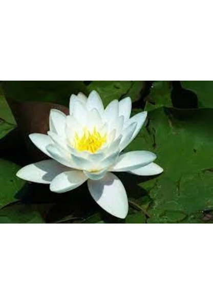 1 Adet Tohum Nadir Bulunan Beyaz Nilüfer Lotus Çiçeği Tohum Su Çiçeği - Resim 3