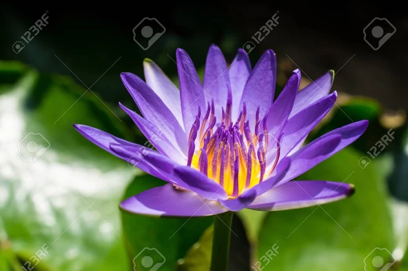 3 Adet Tohum Nadir Mor Lotus Çiçeği Tohumu Tropikal Nilüfer Su Çiçeği ürün görseli 1