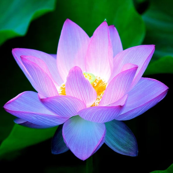 5 adet Tohum Mor Lotus Çiçeği Tohumu Tropikal Su Nilüfer Çiçek Tohum - 2