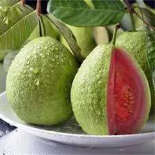 10 Adet Tohum Nadir Bulunan Guava Meyve Ağaç Tohumu Hediye Tohumludur - 2