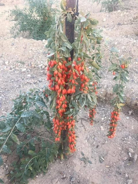 5 adet gojiberry fidanı Tüplü asılı. 12 ay dikim. ürün görseli 1