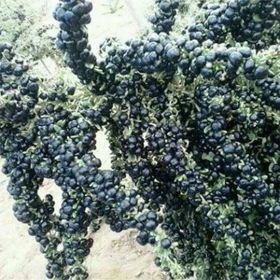 6 adet siyah gojiberry fidanı Tüplü aşılı. 12 ay dikilir. - Resim 3