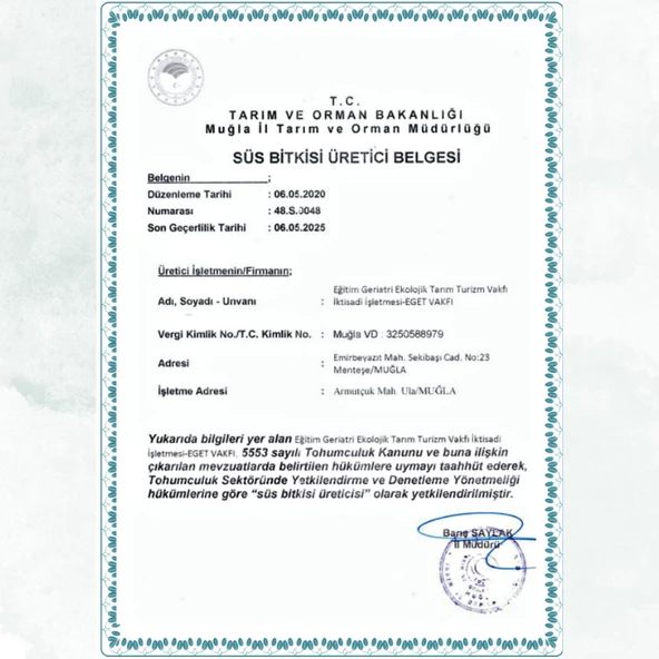 Tradescantia spathacea (İstiridye Telgraf Çiçeği) - 4