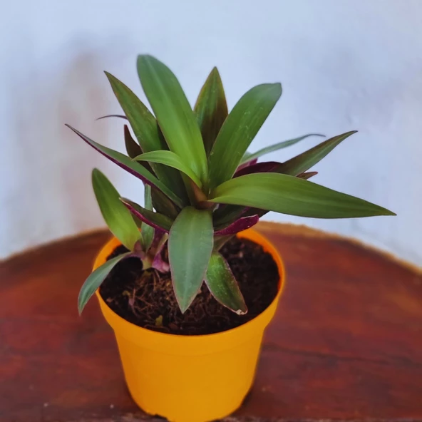 Tradescantia spathacea (İstiridye Telgraf Çiçeği) - 2