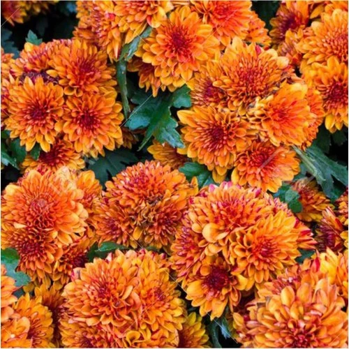 Turuncu Renk 10-20 cm Kasımpatı - Resim 3