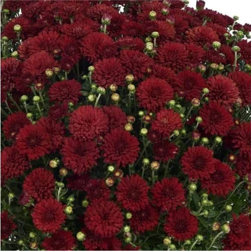 Kırmızı Renk 10-20 cm Kasımpatı - Resim 3