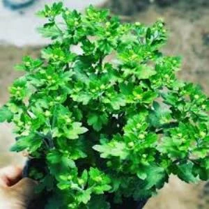Canlı Sarı Renk Kasımpatı (krizantem) Çiçeği 10-20 cm