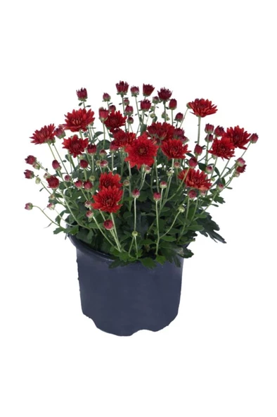 Kasımpatı Saksı’da (chrysanthemum) Kırmızı Renk 10-20 cm