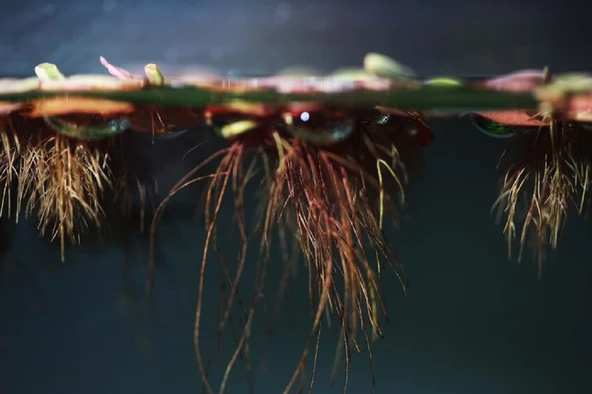 kırmızı red root floater akvaryum bahçe su üstü bitkisi 10 adet - 3