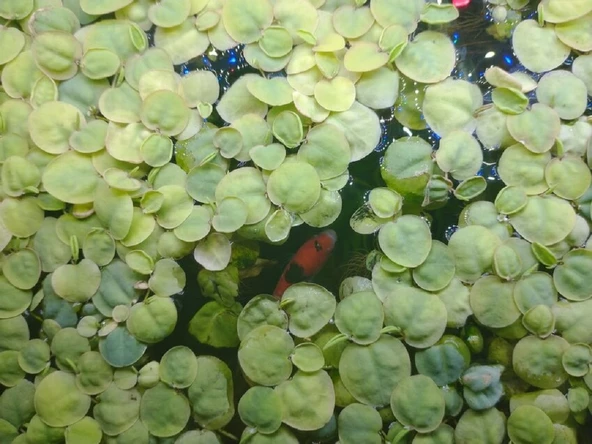 kırmızı red root floater akvaryum bahçe su üstü bitkisi 10 adet