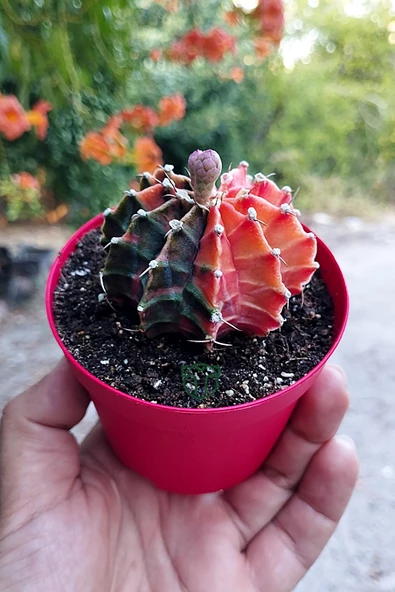 Gymnocalycium Mihanovichii Variegata köklü çok renkli kirmizi turuncu yeşil büyük koleksiyon kaktüs - 3