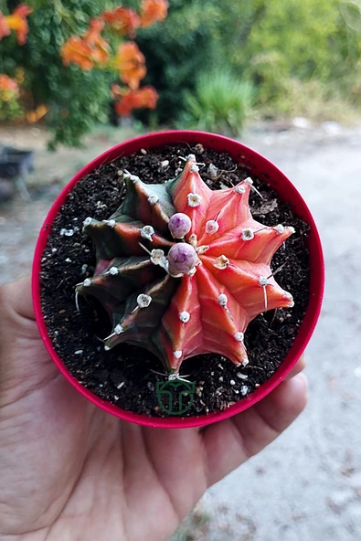 Gymnocalycium Mihanovichii Variegata köklü çok renkli kirmizi turuncu yeşil büyük koleksiyon kaktüs - 5