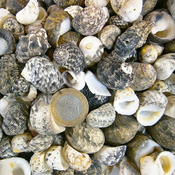 Sea Nerita Kiloluk Deniz Kabuğu (1 KG)