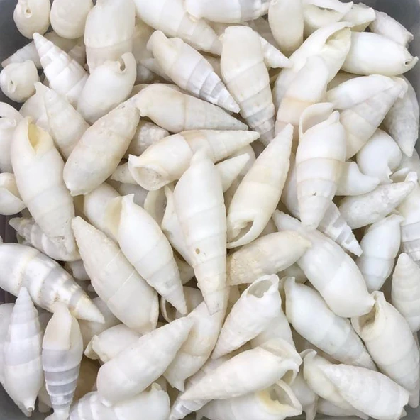 Vertagus Kiloluk Deniz Kabuğu (1 KG)