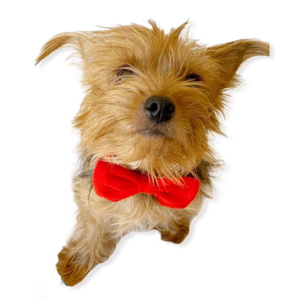 Red Red Köpek Papyonu Köpekler için papyon - 3