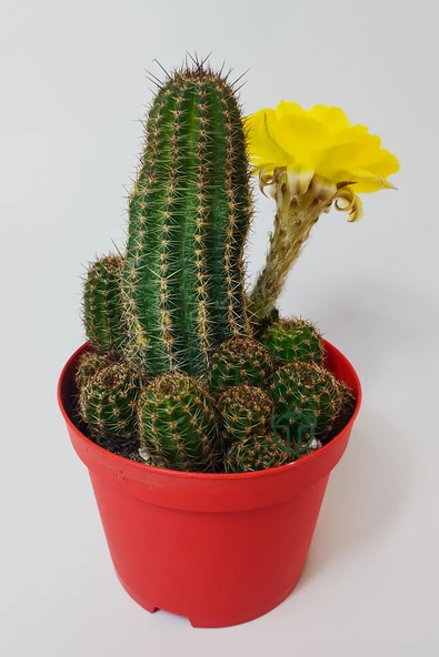 Lobivia Aurea v.Shaferi  bol yavrulu muhteşem sarı çiçekli özel tür kaktüs 8.5 cm kırmızı saksıda ürün görseli