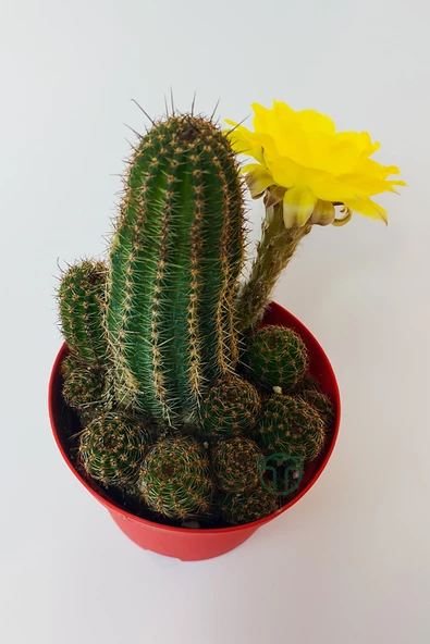 Lobivia Aurea v.Shaferi  bol yavrulu muhteşem sarı çiçekli özel tür kaktüs 8.5 cm kırmızı saksıda - Resim 3