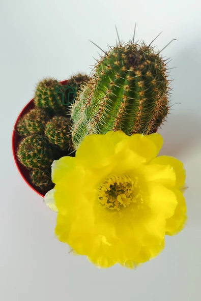 Lobivia Aurea v.Shaferi  bol yavrulu muhteşem sarı çiçekli özel tür kaktüs 8.5 cm kırmızı saksıda - Resim 5