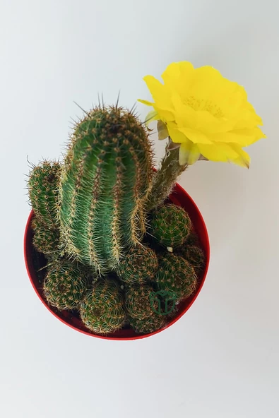 Lobivia Aurea v.Shaferi  bol yavrulu muhteşem sarı çiçekli özel tür kaktüs 8.5 cm kırmızı saksıda - Resim 4