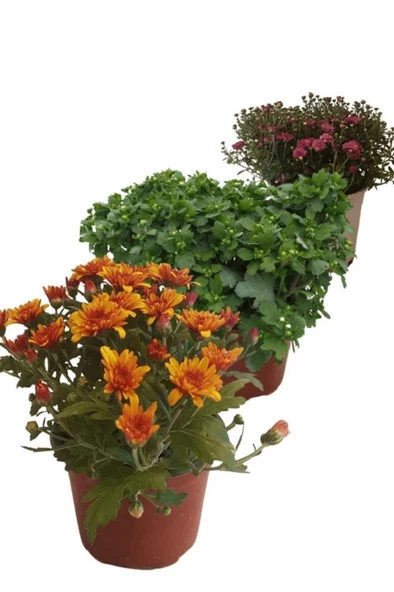 Kasımpatı Krizantem Chrysanthemum Seti 3 Adet Karışık Renk 10-20 cm