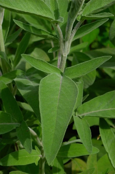 Anadolu Adaçayı (salvia Fruticosa L.) 10-20 cm - Resim 2