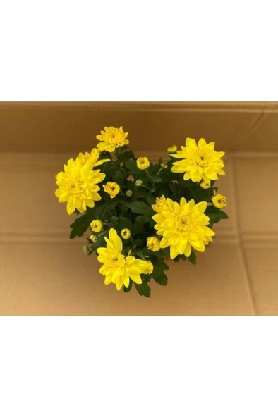 Canlı Sarı Renk Kasımpatı (krizantem) Çiçeği 10-20 cm - 2
