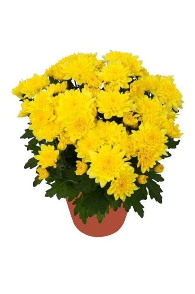 Canlı Sarı Renk Kasımpatı (krizantem) Çiçeği 10-20 cm