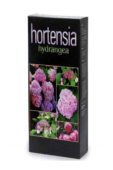 Hortensia Ortanca Besini