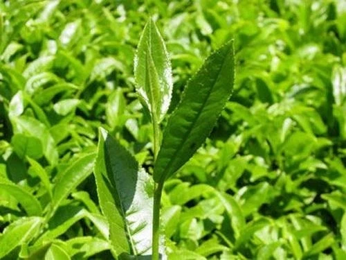 Çay Ağacı Yağı 20 Cc 1Adet, Lokman Aktar - 4