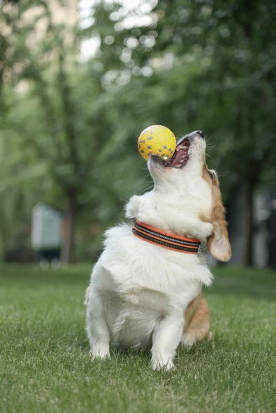 M-PETS BLOOM BALL OYUN TOPU PARÇALANMAZ YELLOW/GRAY - 3