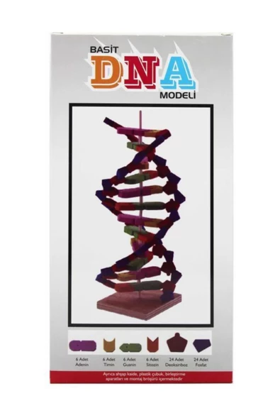 Emin İş Eğitim Eva Dna Modeli Seti - 1