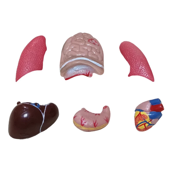 İNSAN VÜCUDU (Küçük Boy, 27 cm.) - Resim 2