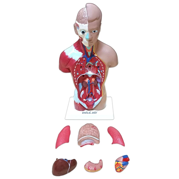 İNSAN VÜCUDU (Küçük Boy, 27 cm.) - Resim 4