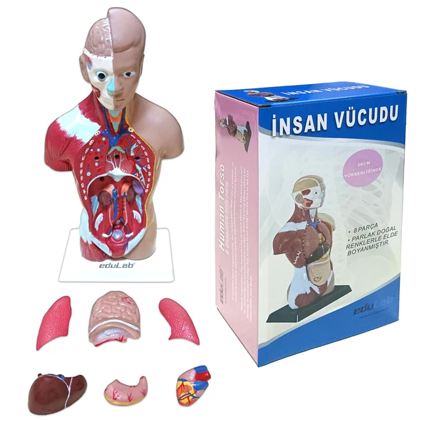 İNSAN VÜCUDU (Küçük Boy, 27 cm.) - Resim 5