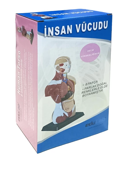 İNSAN VÜCUDU (Küçük Boy, 27 cm.) - Resim 3