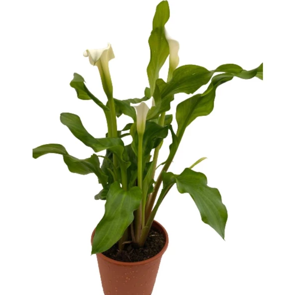 Gelin Çiçeği Gala Çiçeği Beyaz 15-25 cm - Resim 2