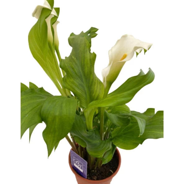 Gelin Çiçeği Gala Çiçeği Beyaz 15-25 cm - Resim 3