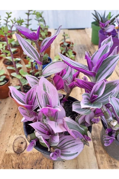 Pembe Telgraf Çiçeği 10-20 Cm - Resim 2