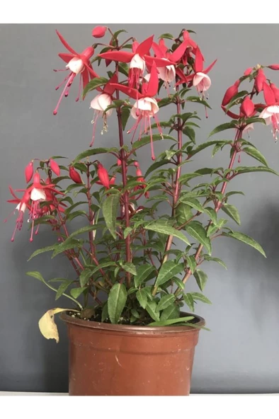 Küpeli Çiçeği Pembe Beyaz 10-20 cm - Resim 2