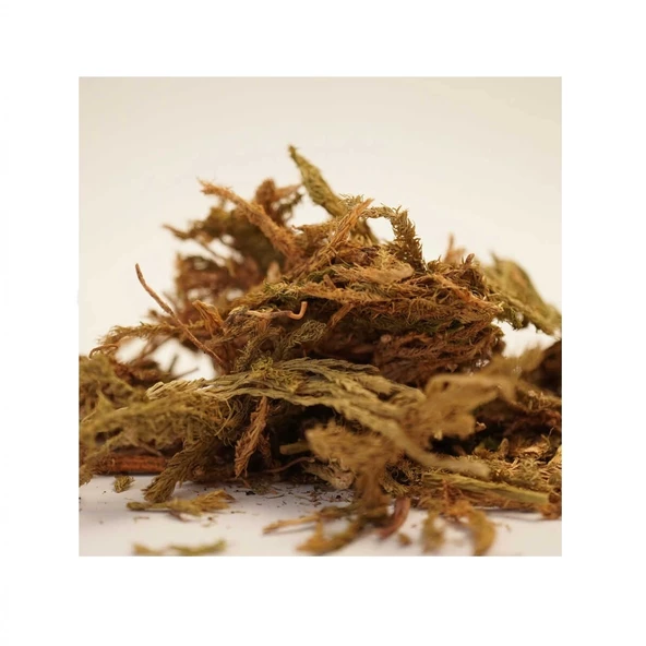 Kurt Pençesi 35 Gr, Lokman Aktar