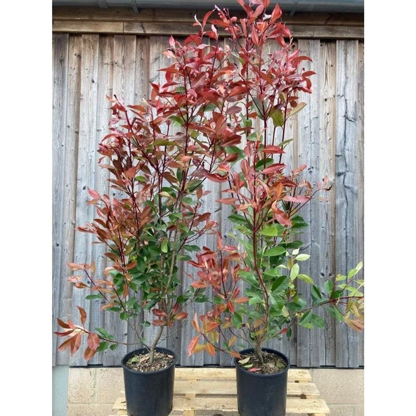ALEV ÇALISI (Photinia Red Robin Nana) 170-200 CM - 2