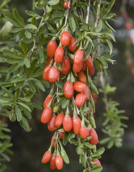 5 adet gojiberry fidanı acik kök kirmizi siyah sari meyve - Resim 3
