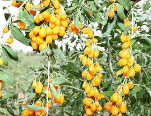 5 adet gojiberry fidanı acik kök kirmizi siyah sari meyve ürün görseli 1