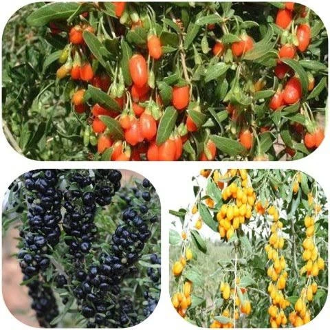 5 adet gojiberry fidanı acik kök kirmizi siyah sari meyve - Resim 2