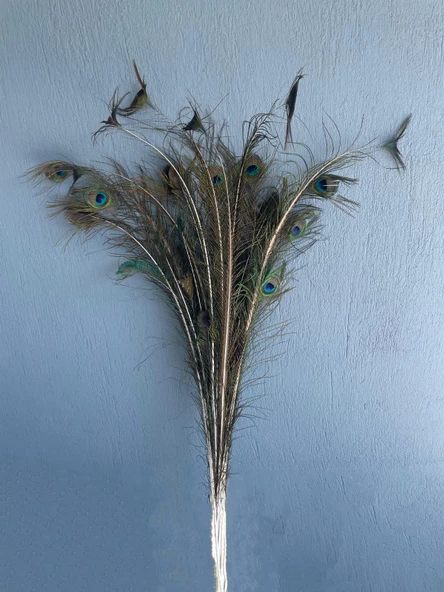 Gerçek Tavus Kuşu Tüyü 80-110 cm (31 Adet) - Resim 2