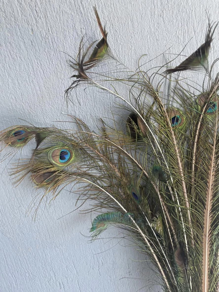 Gerçek Tavus Kuşu Tüyü 80-110 cm (31 Adet) - Resim 3