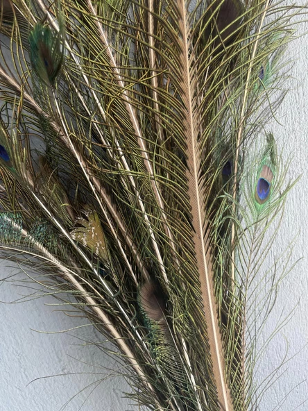 Gerçek Tavus Kuşu Tüyü 80-110 cm (31 Adet) - Resim 6